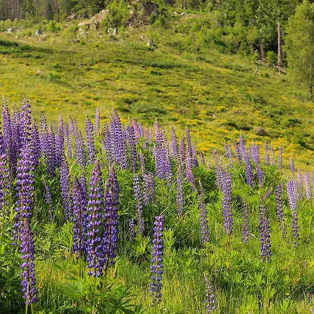 Gemütliches Ferienreihenhaus Mit Holzkamin Im Schwarzwald Сasa de vacaciones *